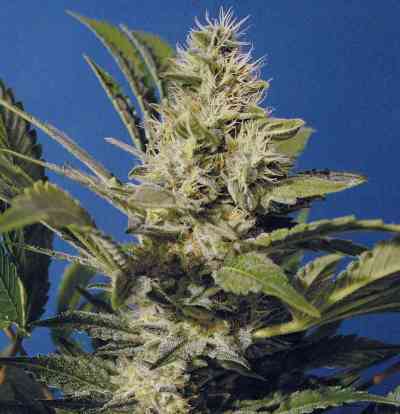 Chocolate Chunk > T.H. Seeds | Graines Normal  |  Indica